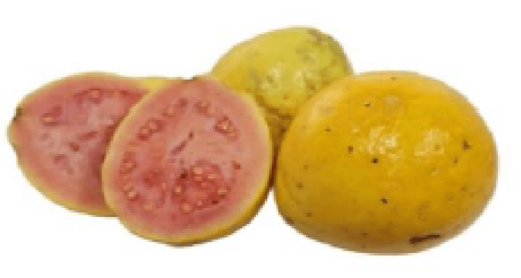 Guava Drums