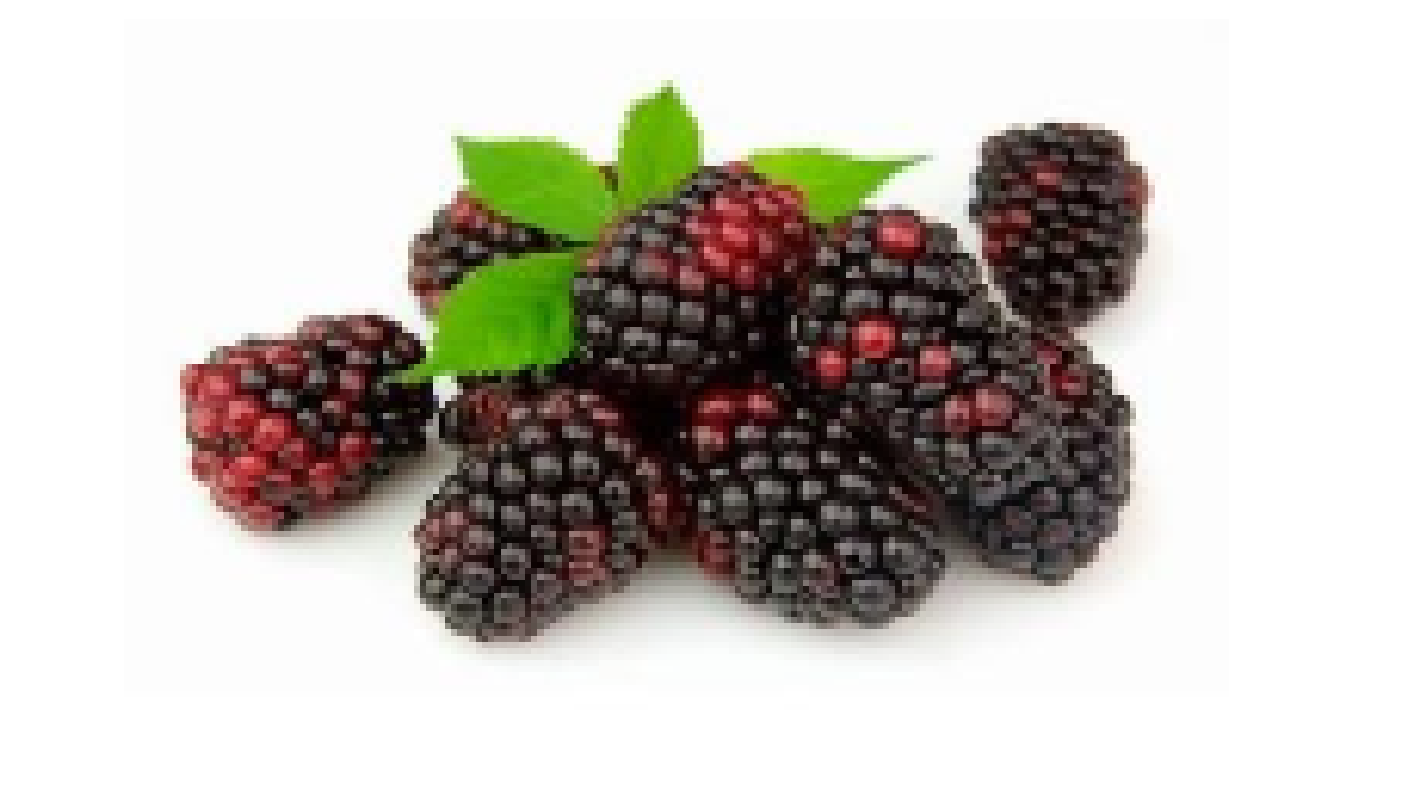 Andean Berry 4 Drums