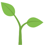 Green Coffee